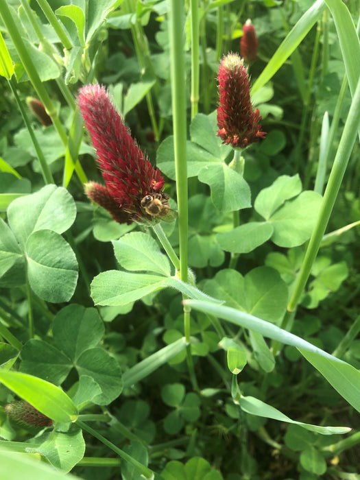 planting red clover seeds Crimson Clover lb