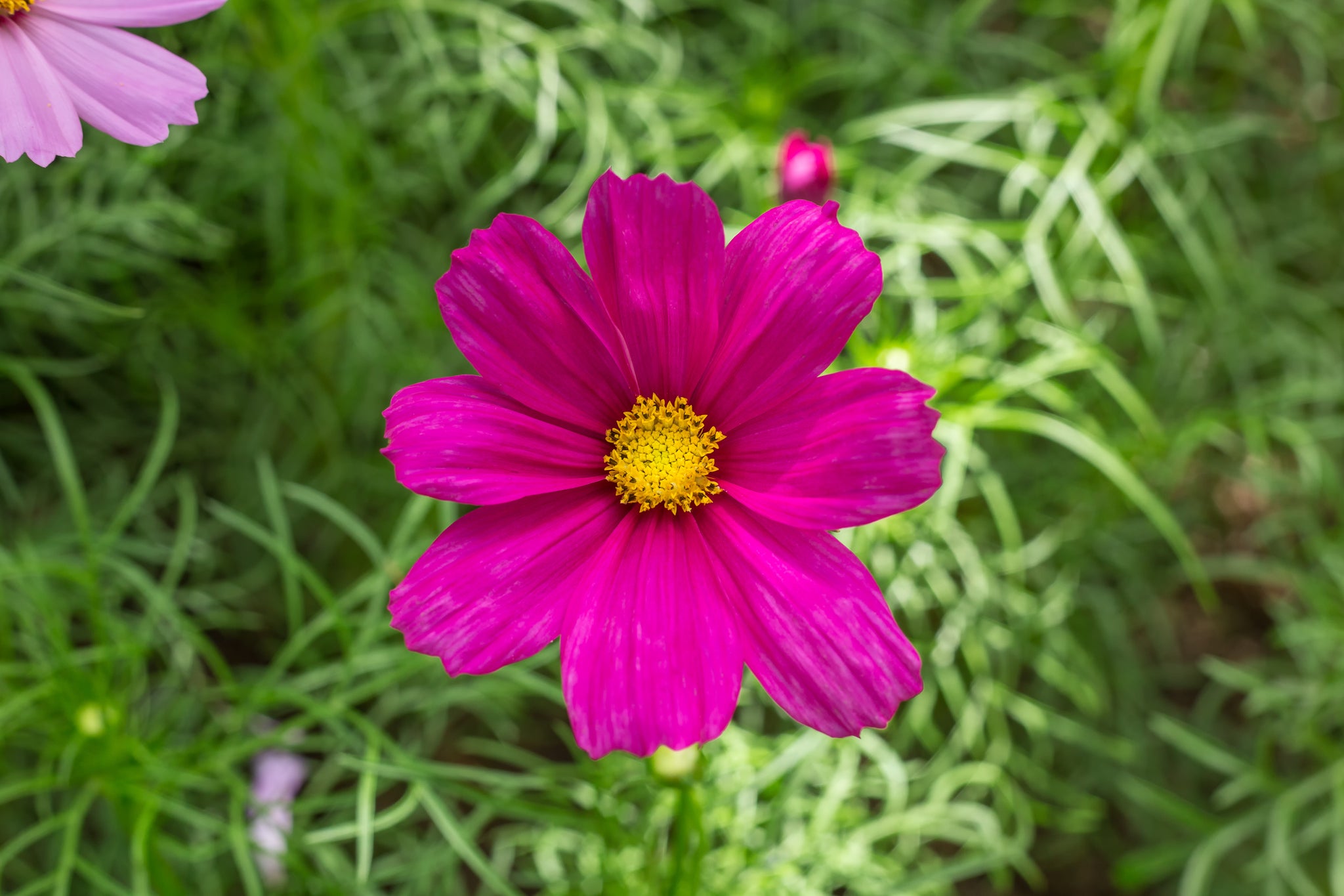 Cosmos Seed — Rohrer Seeds