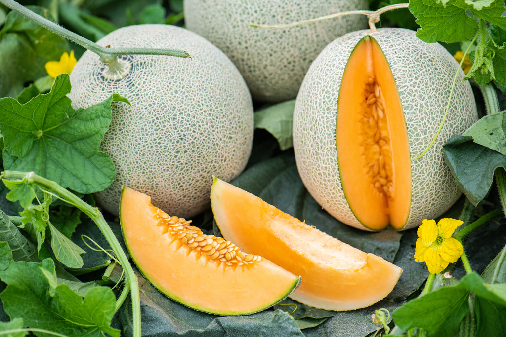 drying cantaloupe seeds for planting Delicious 51 Cantaloupe Seeds — Rohrer Seeds