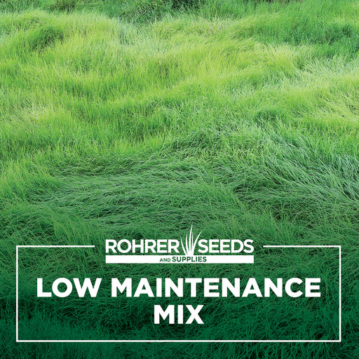 grass seed low light Low Maintenance Grass Seed