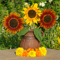 Evening Sun Sunflower Seeds