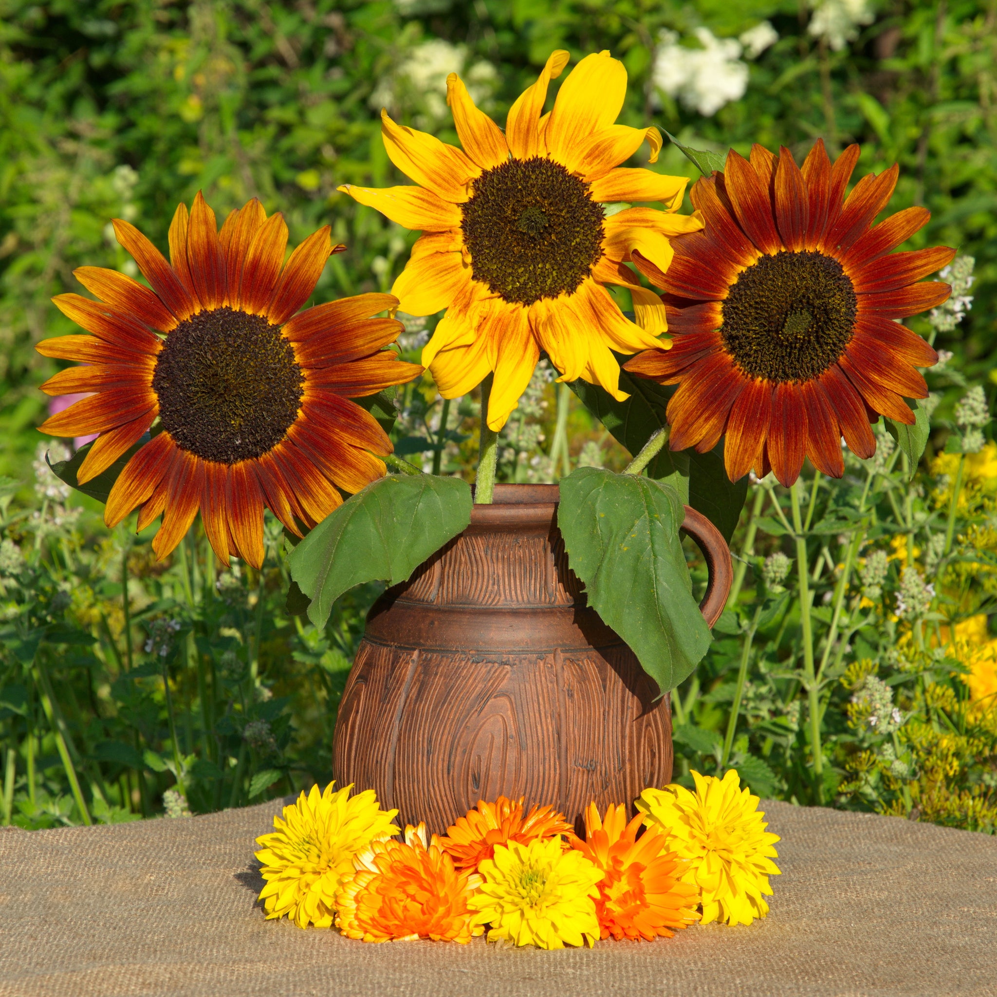 Sunflower Seeds — Rohrer Seeds