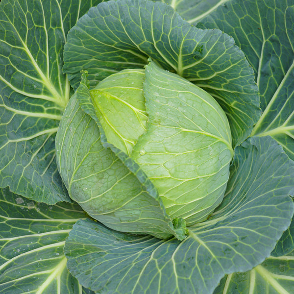 Golden Acre Cabbage Seeds