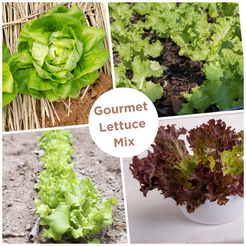 Gourmet Mix Lettuce Seeds