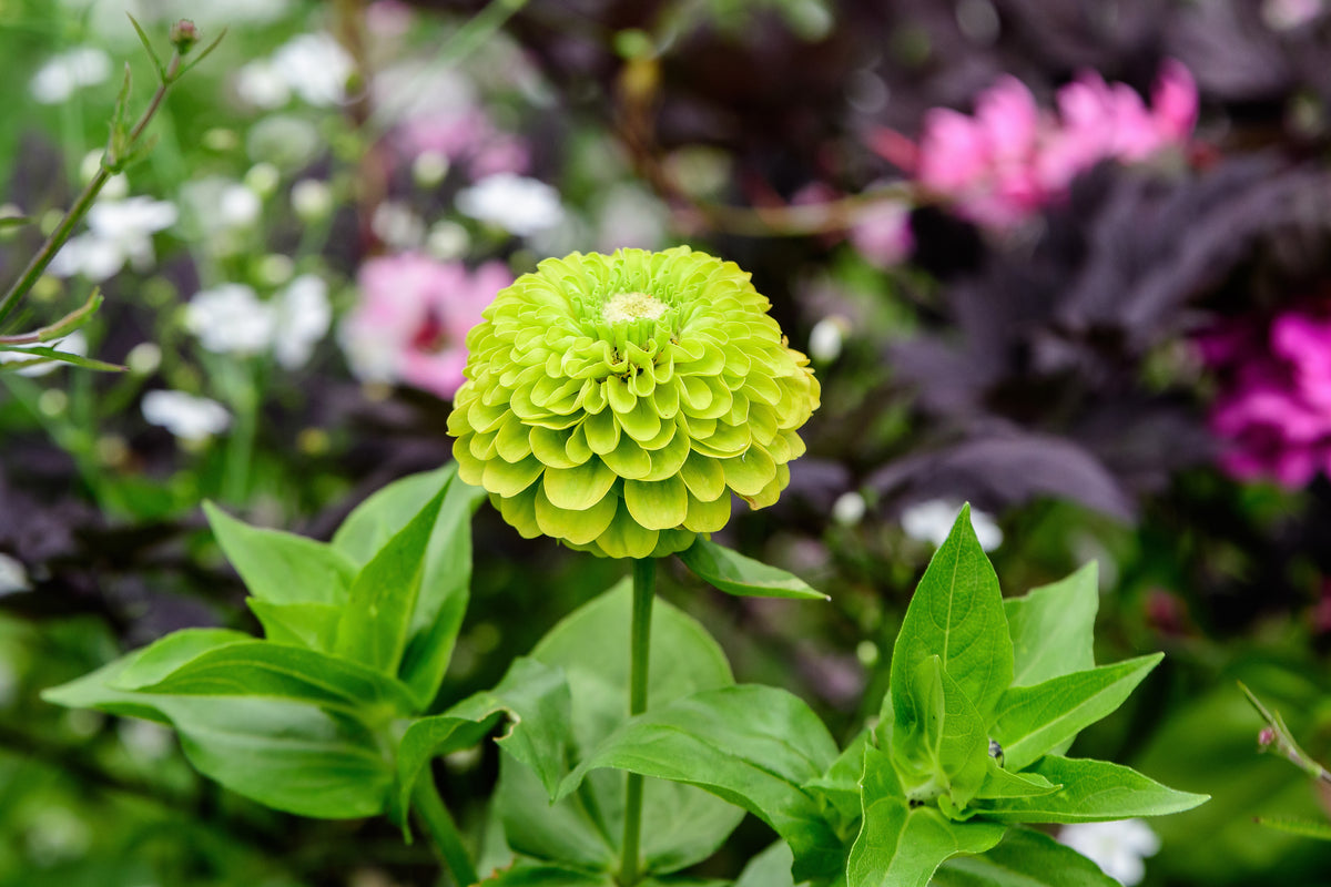 Envy Green Zinnia Seeds — Rohrer Seeds, image size:1200x800