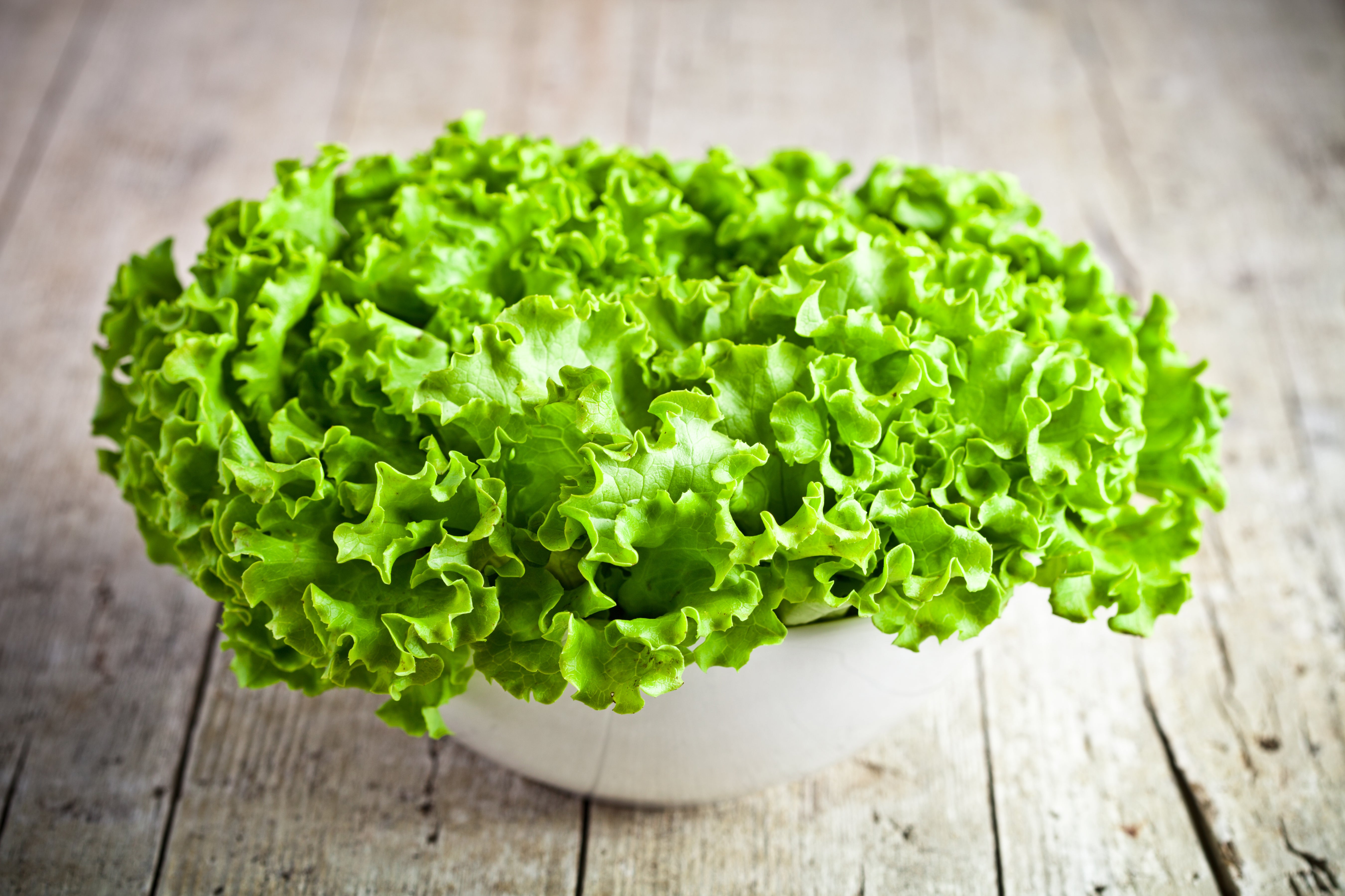 Lettuce Seeds — Rohrer Seeds