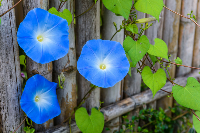 Morning Glory Seeds — Rohrer Seeds