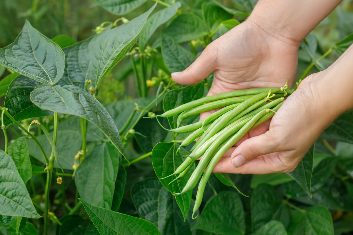 Jade Bean Seeds — Rohrer Seeds