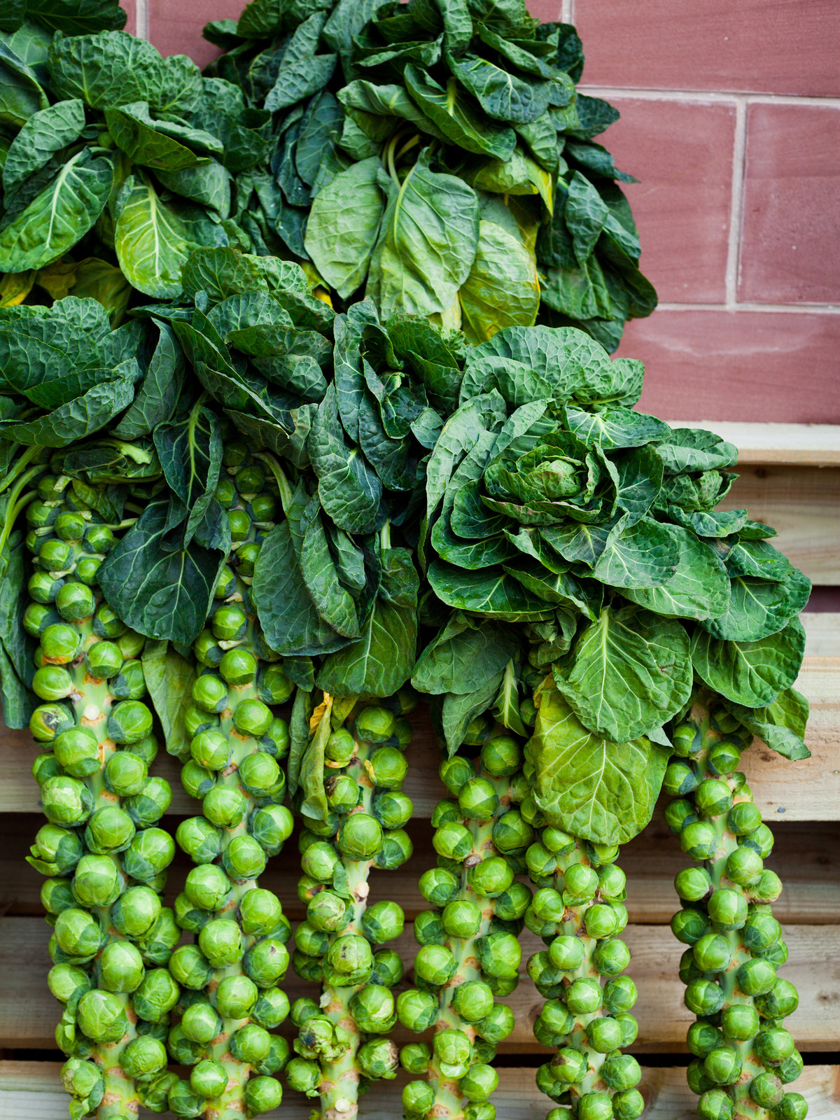jade cross brussel sprouts plants Jade Cross Hybrid Brussels Sprout Seeds