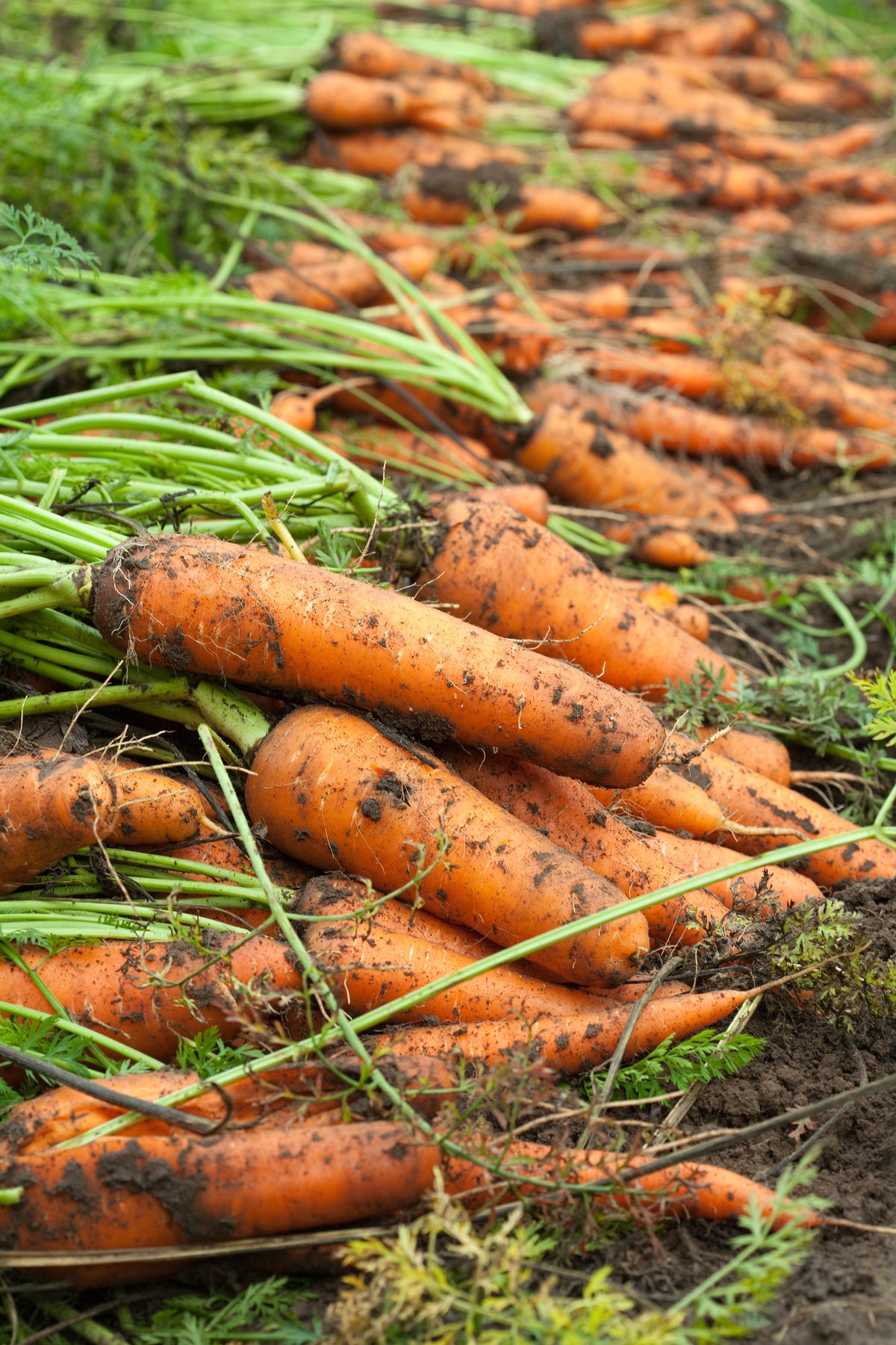 Kuroda Carrot Seeds — Rohrer Seeds