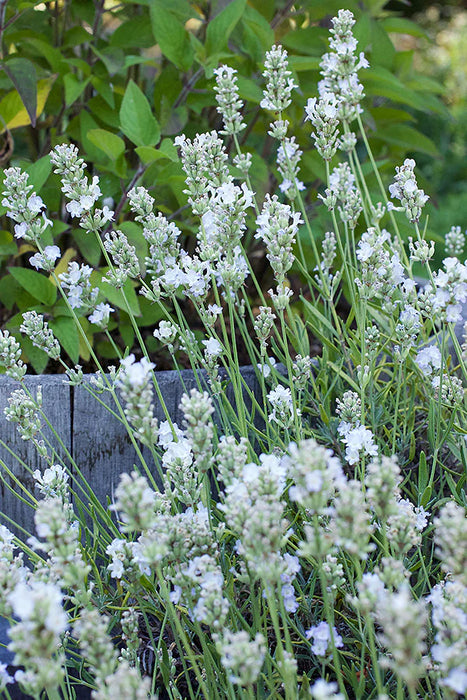 lavender rosea ice plant Renee's Garden Container Herbs White Ice Lavender Seeds