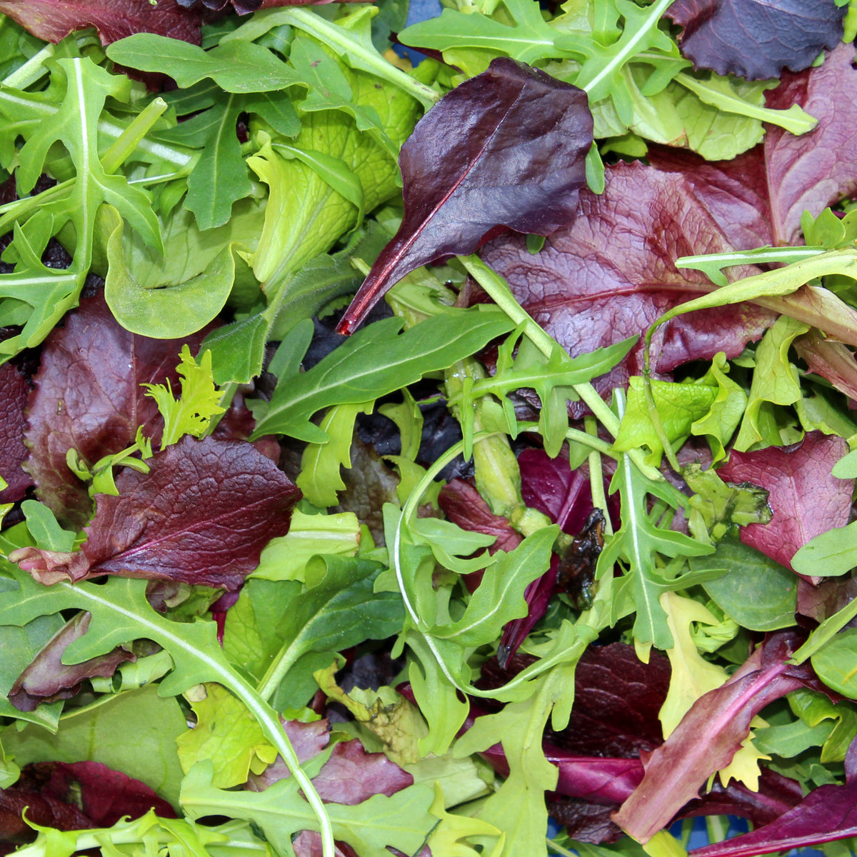 Mesclun Salad Mix Seeds — Rohrer Seeds