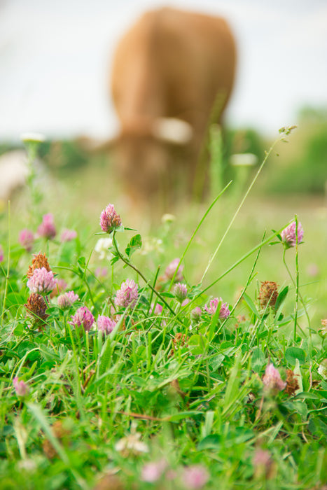 mid atlantic wildflower seed mix Mid-Atlantic Grazer Mix Pasture Seeds — Rohrer Seeds