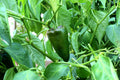Poblano Hot Pepper (20 seeds), Container Collection