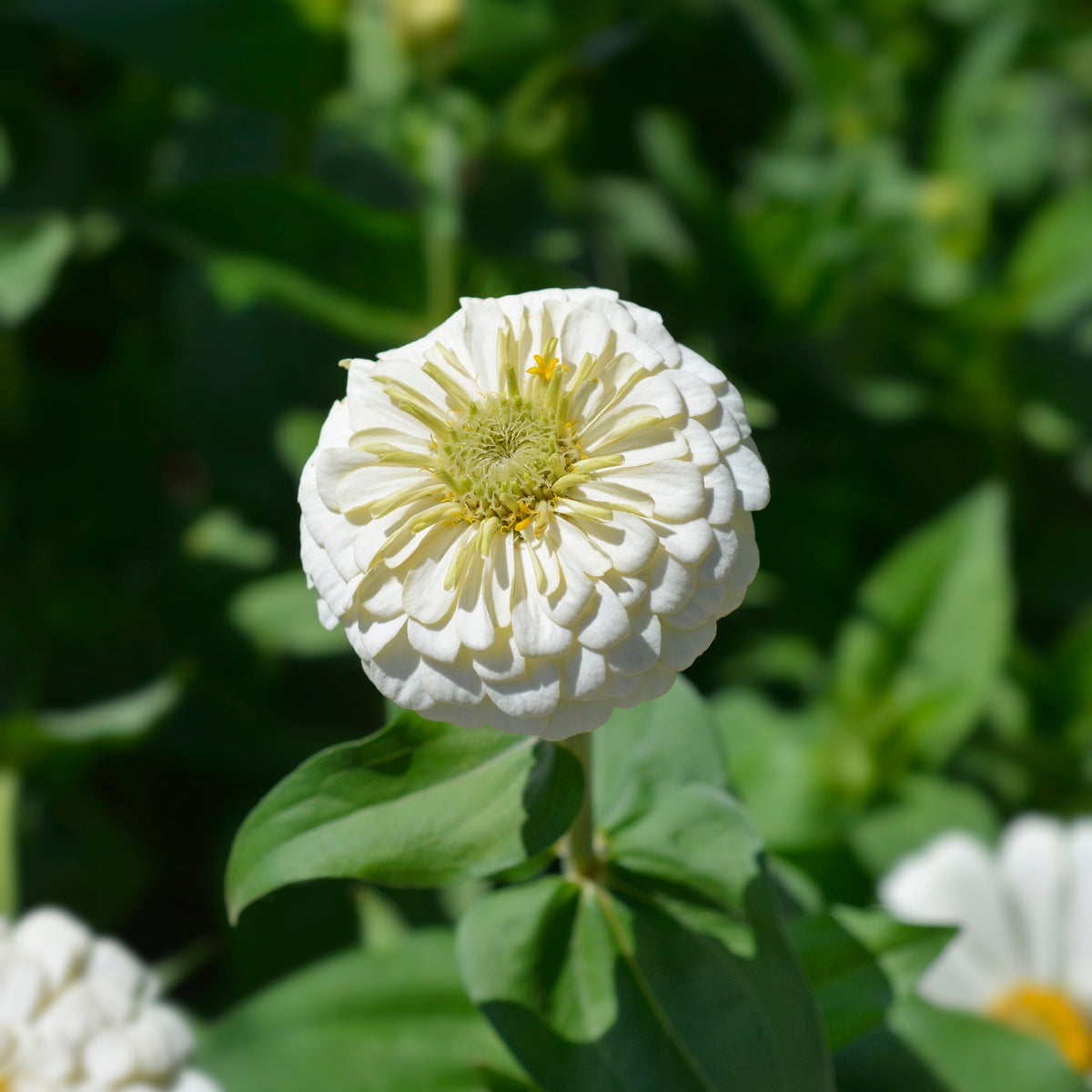 Polar Bear Zinnia Seeds — Rohrer Seeds