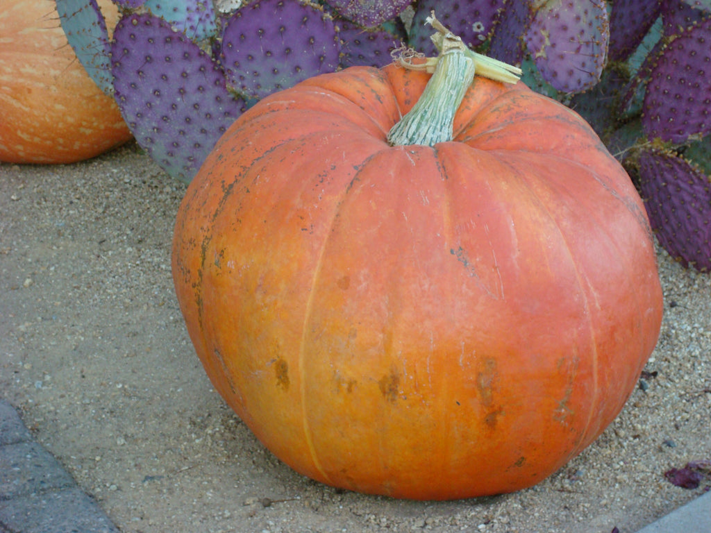 select max herbicide for pumpkins Big Max Pumpkin Seeds