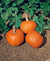 Wee-b-little Pumpkin Seeds