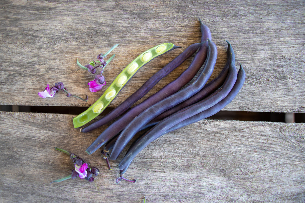 Improved Purple Queen Bean Seeds