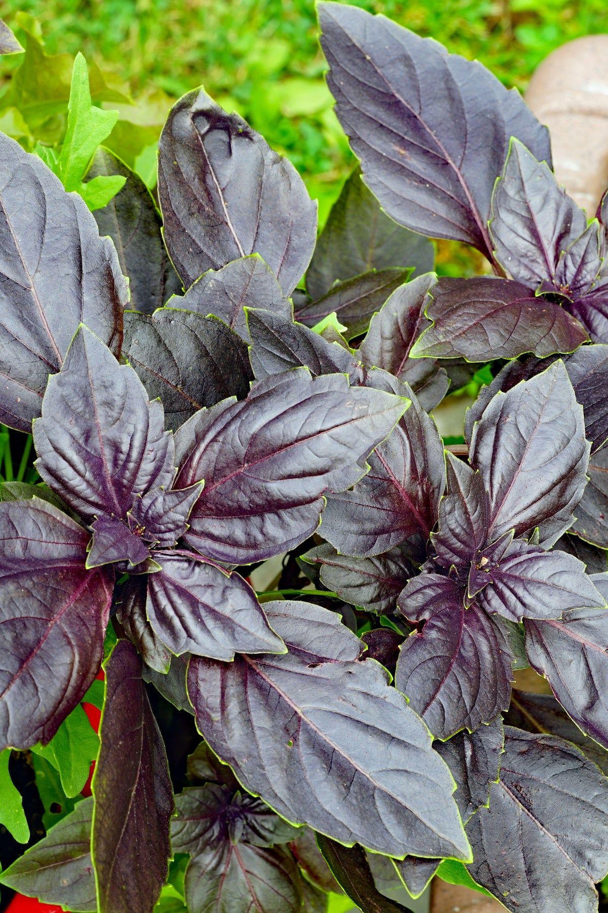 Purple Ruffles Basil Seeds Rohrer Seeds