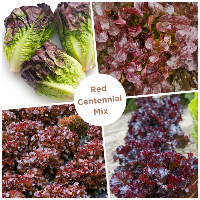 Red Centennial Lettuce Seed Mix