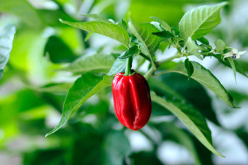 Organic Hot Pepper Seeds - USDA Red Habanero (30 Seeds)