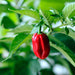 Organic Hot Pepper Seeds - USDA Red Habanero (30 Seeds)