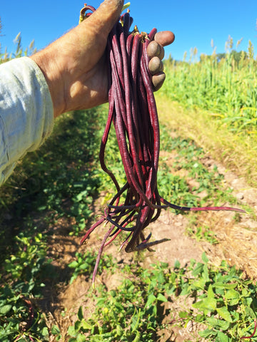 Red Noodle Pole Bean Seeds