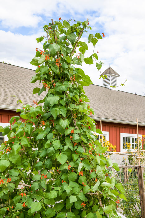 planting scarlet runner beans from seed Scarlet Runner Pole Bean Seeds — Rohrer Seeds