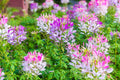 Color Fountain Mix Cleome