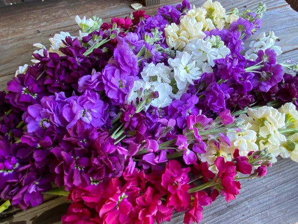 Stock Fragrant 'Anytime Mix'