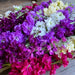 Stock Fragrant 'Anytime Mix'