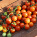 Sungold Cherry Tomato