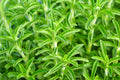 Sweet Leaf Stevia