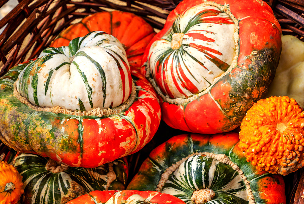 Gourds — Rohrer Seeds