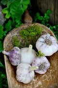 Violet Spring Hardneck Garlic Bulbs (3 Bulbs/Pk)