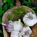 Violet Spring Hardneck Garlic Bulbs (3 Bulbs/Pk)