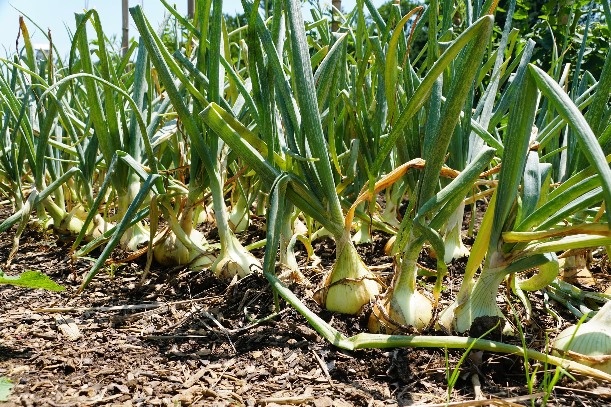 Walla-Walla Onion Seeds — Rohrer Seeds