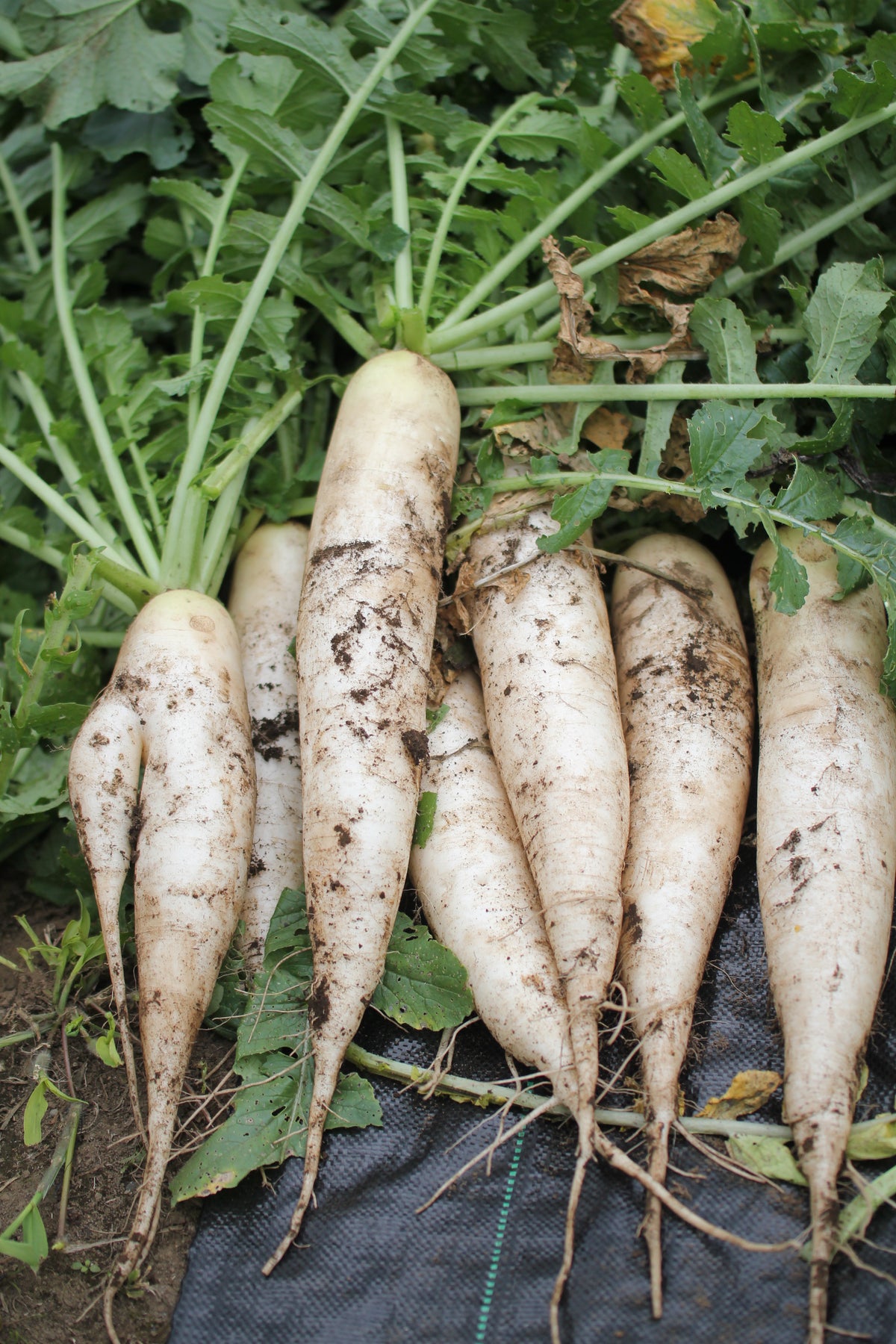 White Chinese Winter Radish Seeds — Rohrer Seeds