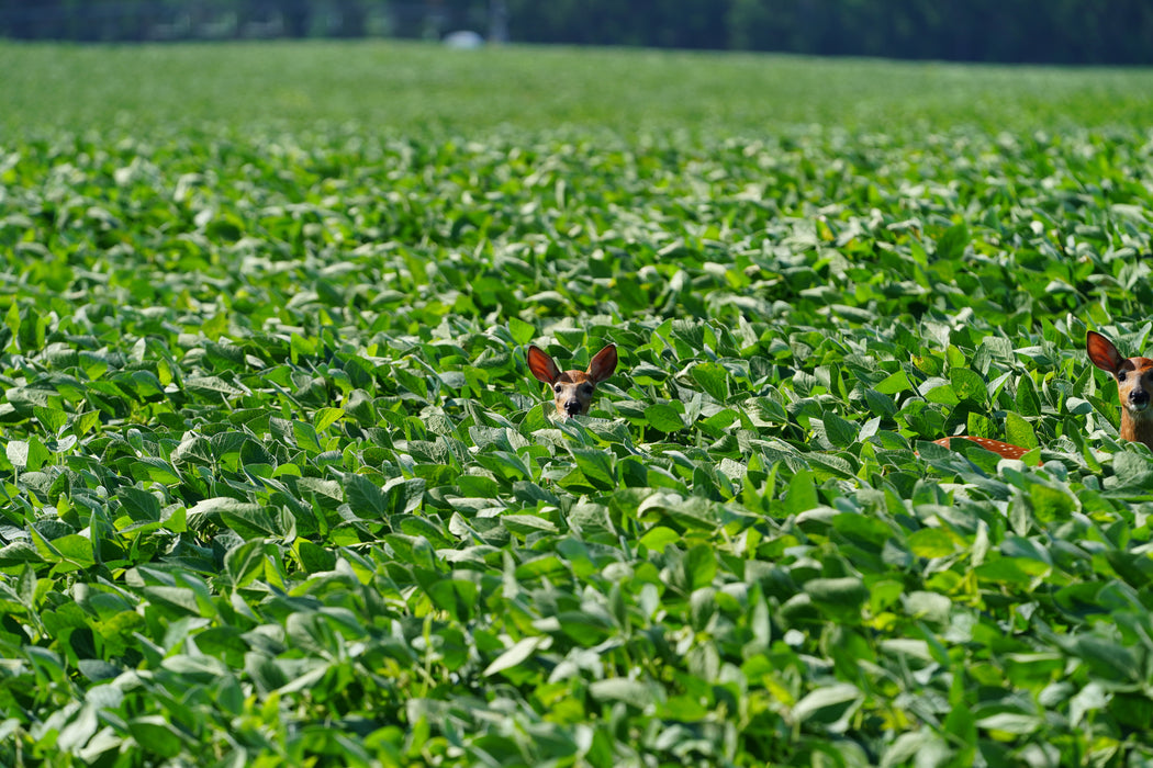 Tecomate GT Forage Soybeans