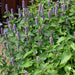 Hyssop Rootbeer Scented (Pkt)