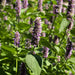Hyssop Rootbeer Scented (Pkt)