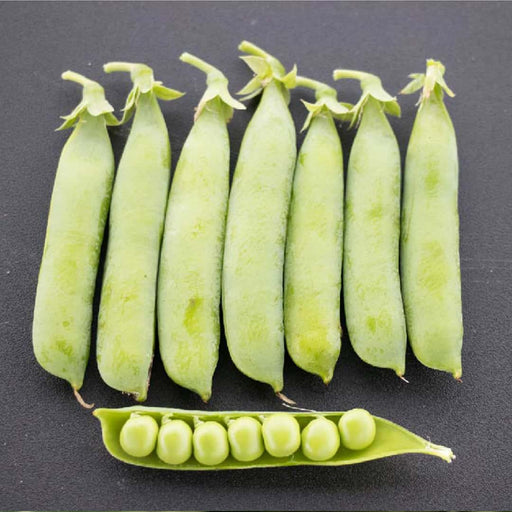 Peas — Rohrer Seeds