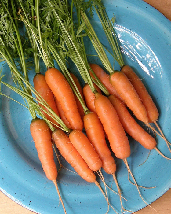 Dutch Baby Carrot 'Adelaide'