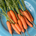 Dutch Baby Carrot 'Adelaide'