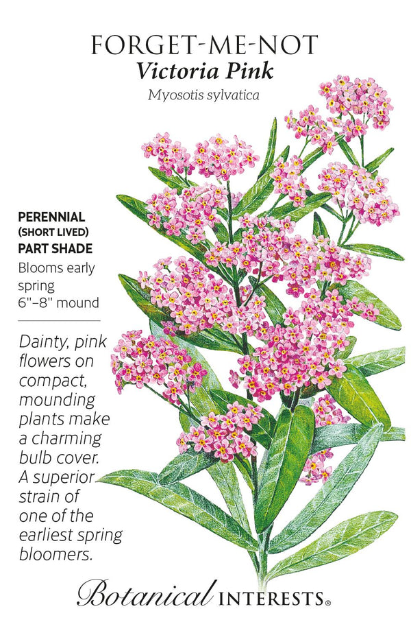Forget-me-not Victoria Pink