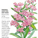 Forget-me-not Victoria Pink