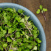 Red Russian Kale Microgreens (Pkt)