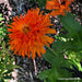 Mighty Lion Butterfly Zinnias