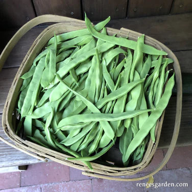 Organic Early Spanish Musica (Pole Bean)