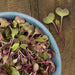 Purple Sango Radish Microgreens (Pkt)